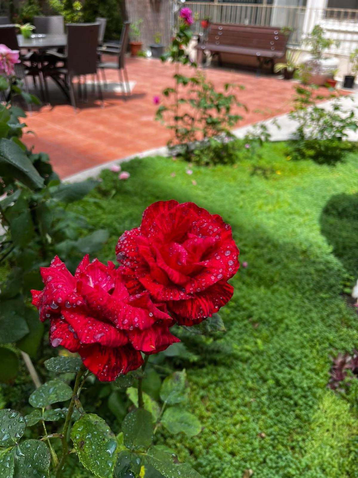 Rose Garden Omax Apartments Sunny Beach Buitenkant foto