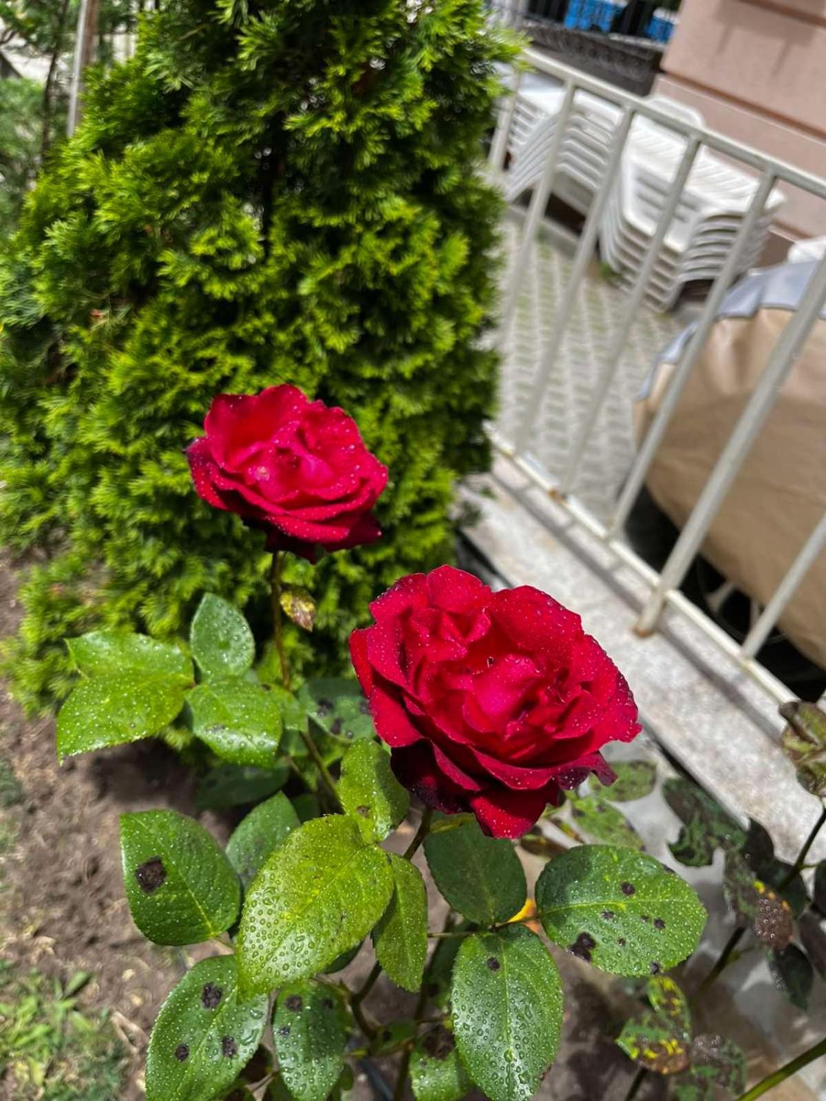 Rose Garden Omax Apartments Sunny Beach Buitenkant foto